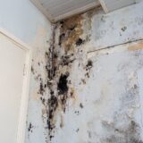 black mold growth on the wall